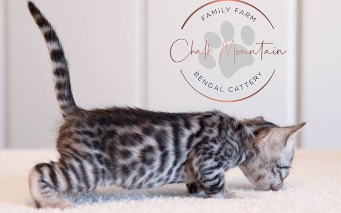 Bengal kitten for sale